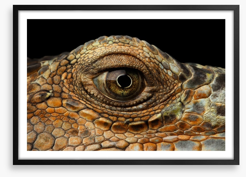 Reptiles