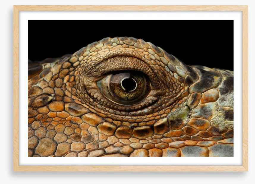 Reptiles