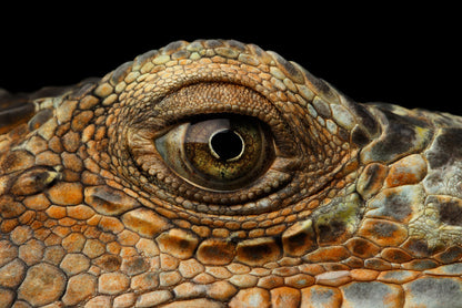 Reptiles