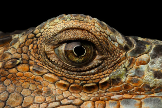 Reptiles