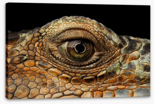 Reptiles