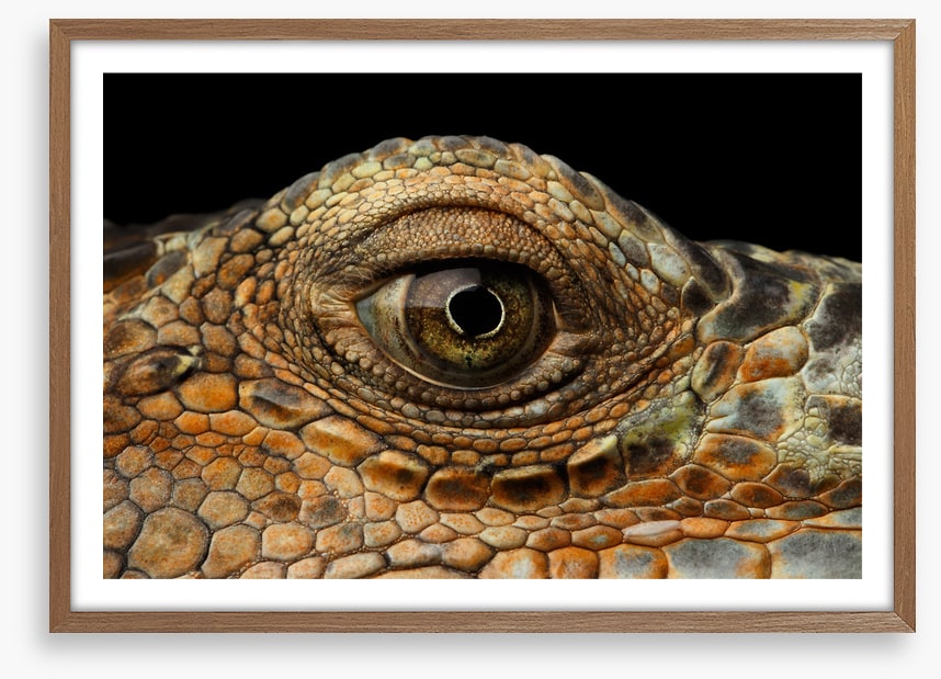 Reptiles