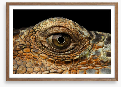 Reptiles