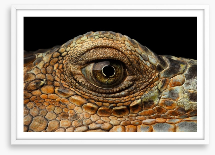 Reptiles