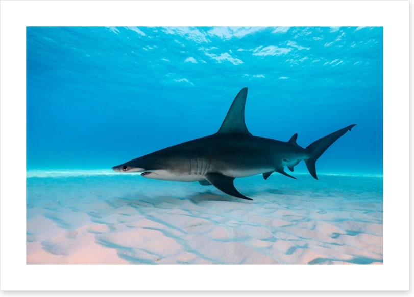 Shark on the sand