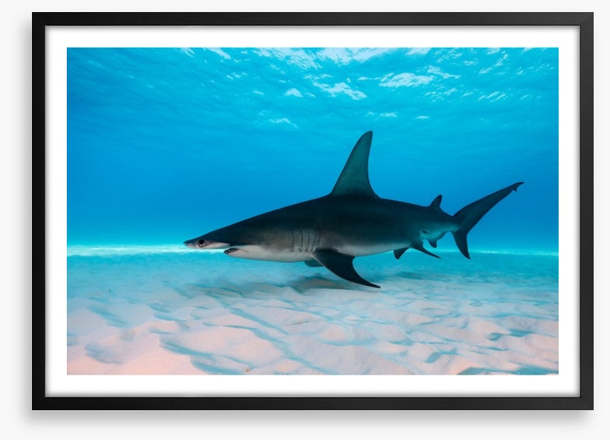 Shark on the sand