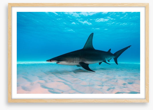 Shark on the sand