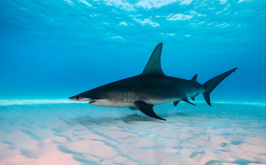 Shark on the sand