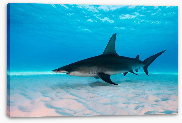 Shark on the sand