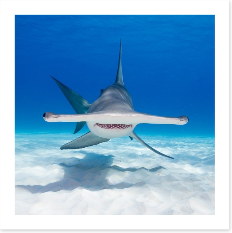 Hammerhead hello