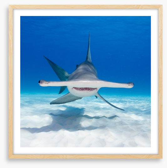 Hammerhead hello