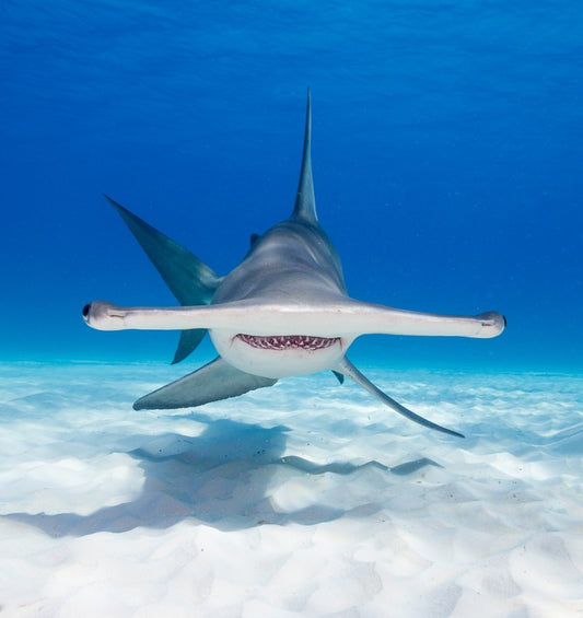 Hammerhead hello