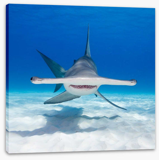 Hammerhead hello