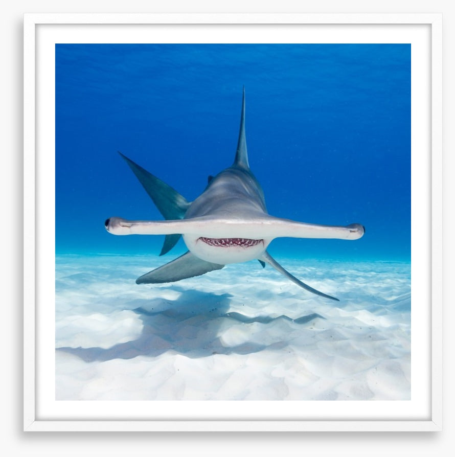 Hammerhead hello
