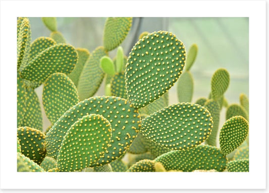 Cactus curves