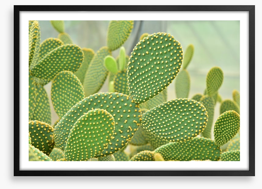 Cactus curves