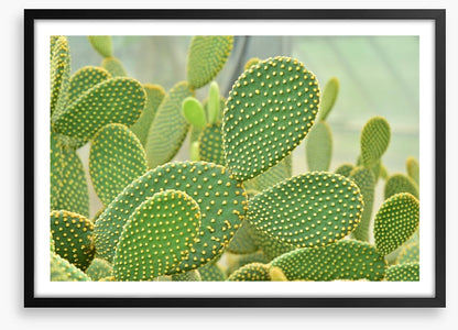 Cactus curves