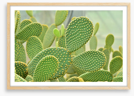 Cactus curves