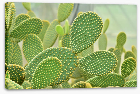 Cactus curves