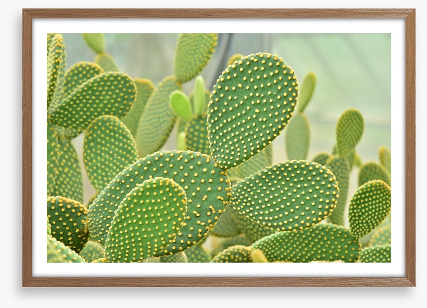 Cactus curves