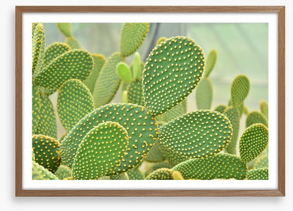 Cactus curves