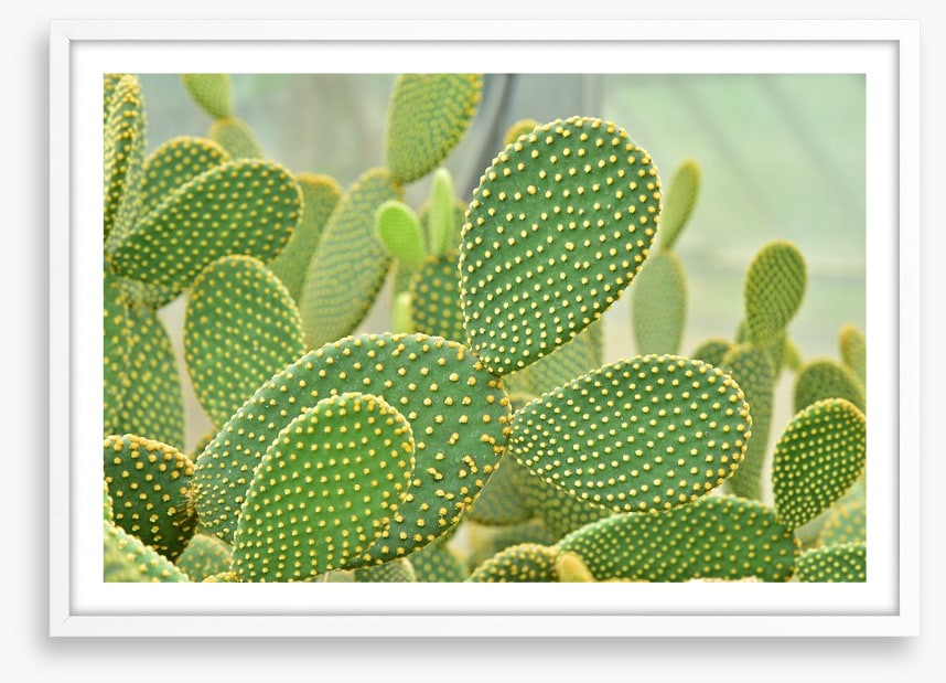 Cactus curves