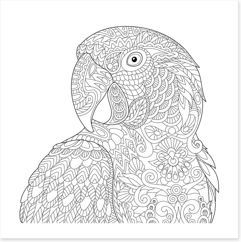 Colour me macaw