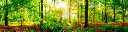 Fresh light panorama