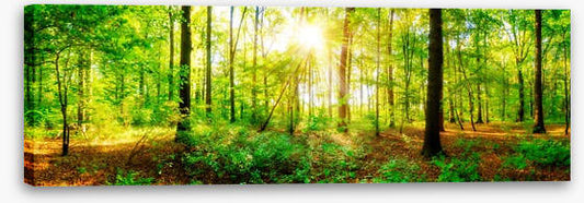 Fresh light panorama