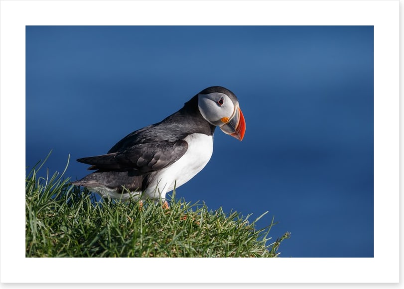 Puffin perch