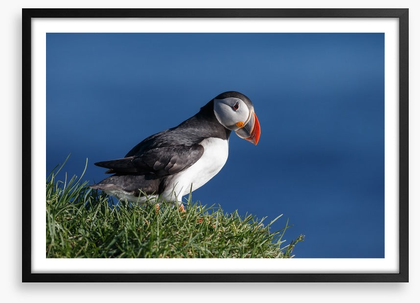 Puffin perch