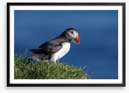 Puffin perch
