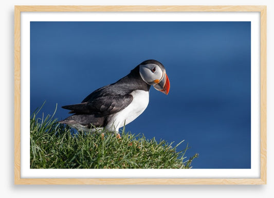 Puffin perch