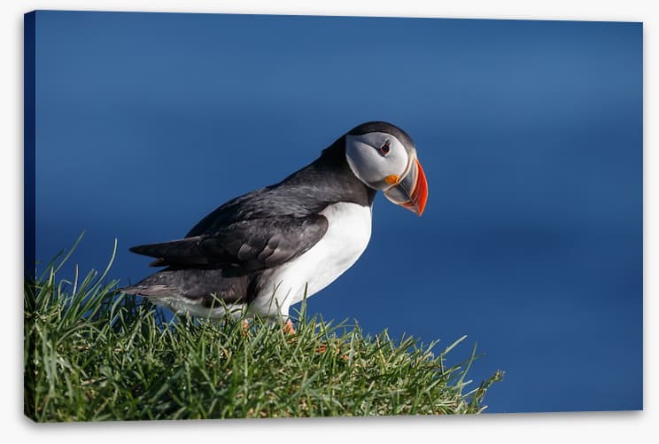 Puffin perch
