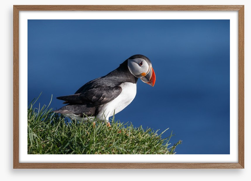 Puffin perch