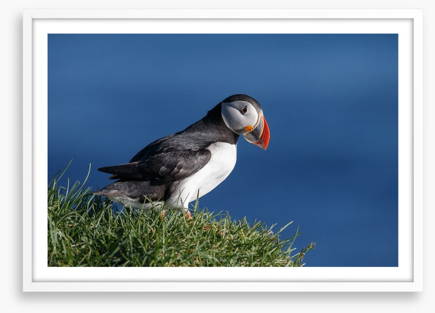 Puffin perch