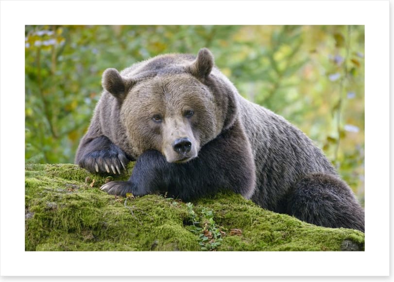 Don't wake the bear