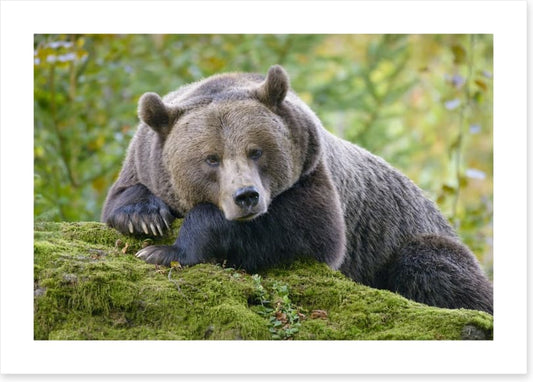 Don't wake the bear