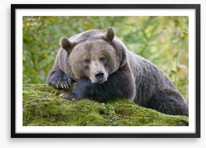 Don't wake the bear