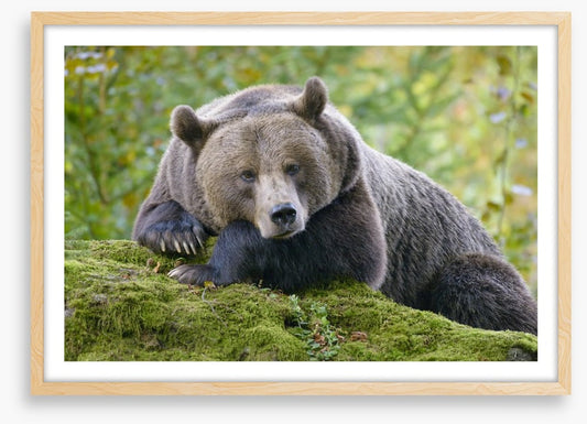 Don't wake the bear