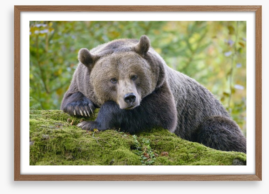 Don't wake the bear