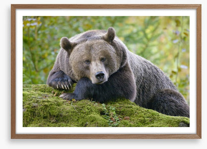 Don't wake the bear