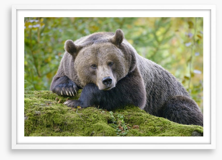 Don't wake the bear