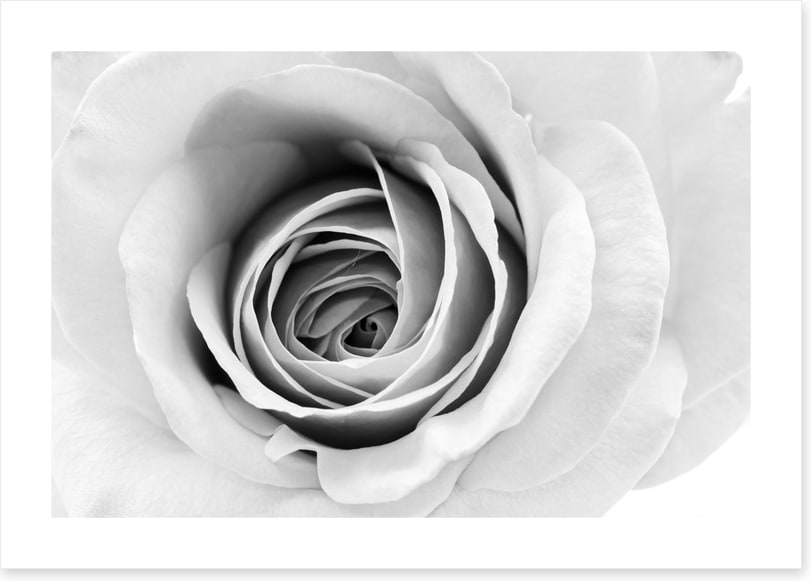 A winter rose