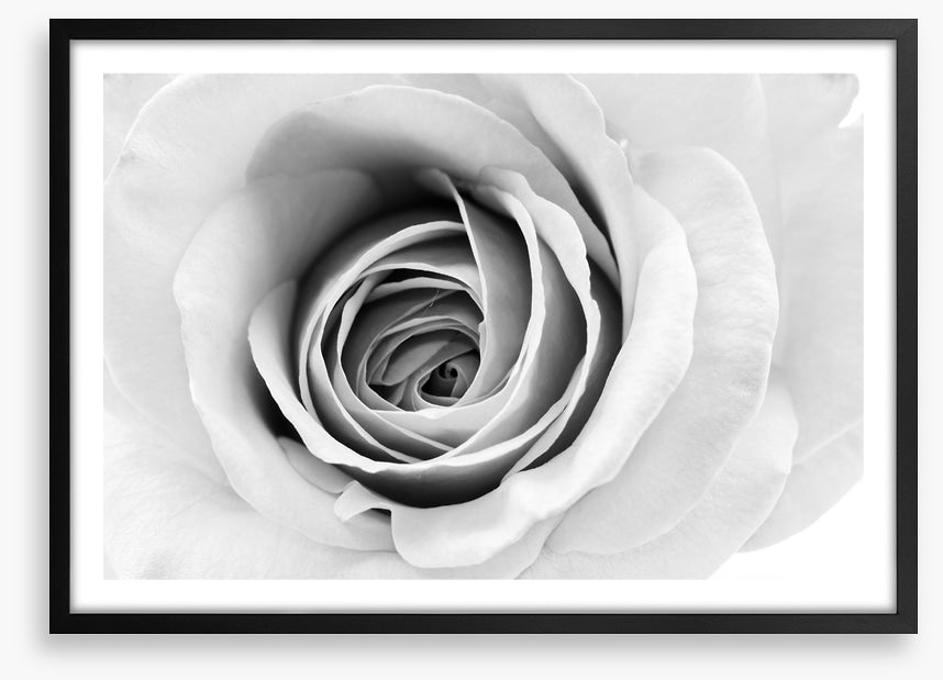 A winter rose