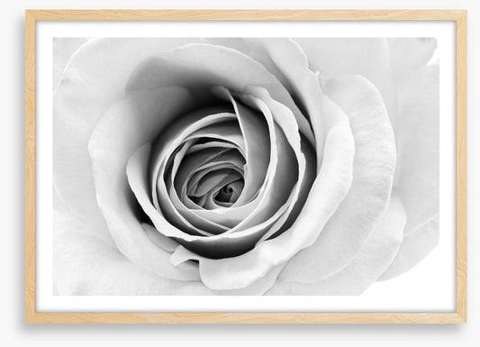 A winter rose