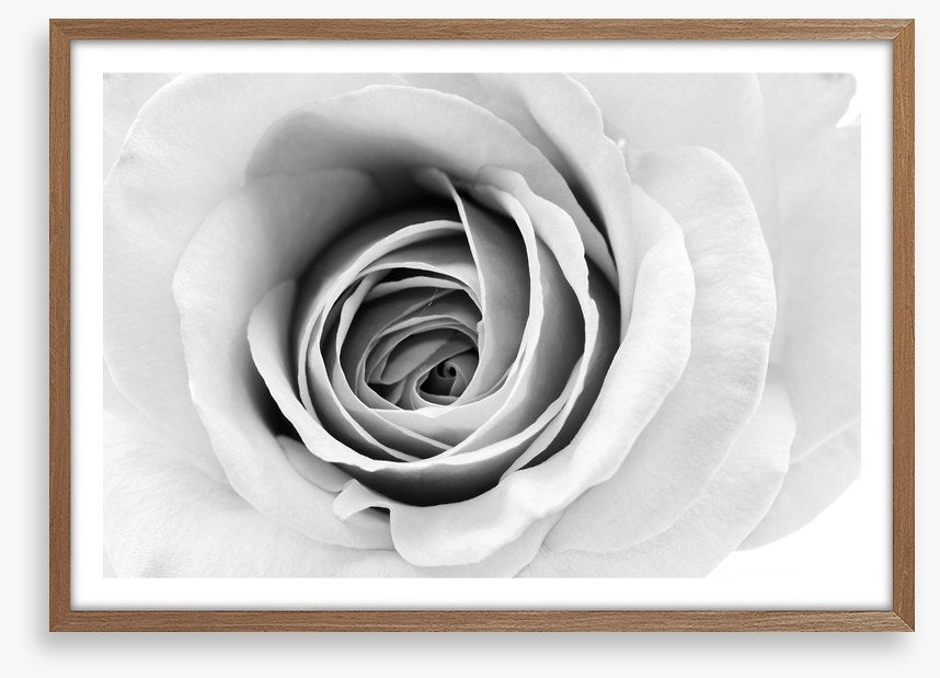 A winter rose