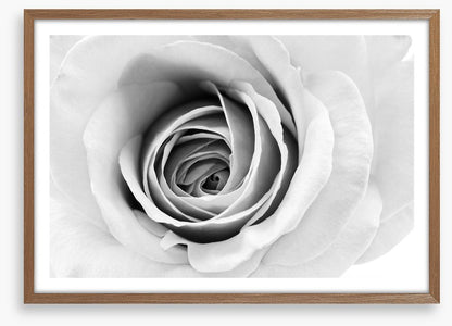 A winter rose