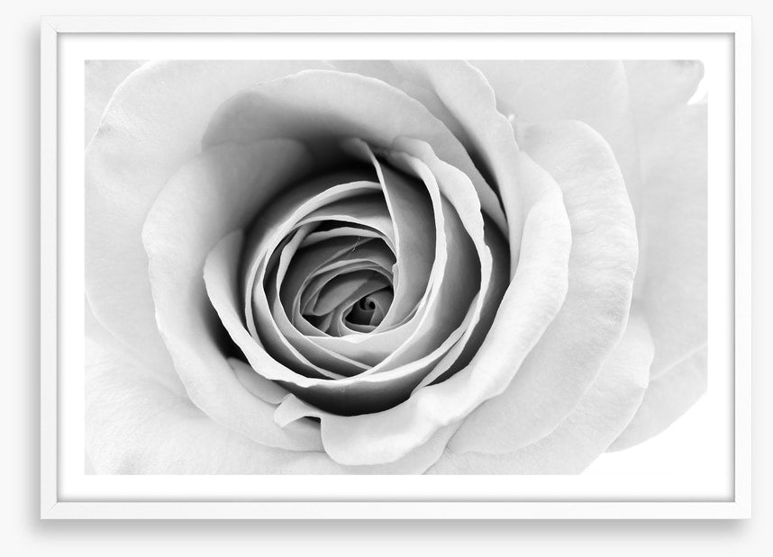 A winter rose