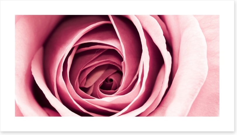 Delicate petals